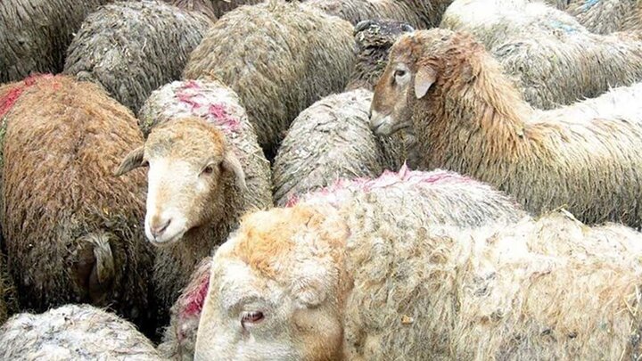 رعایت توصیه های بهداشتی در عید سعید قربان