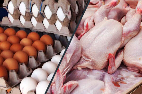 کاهش قیمت مرغ و تخم‌مرغ در راه است!