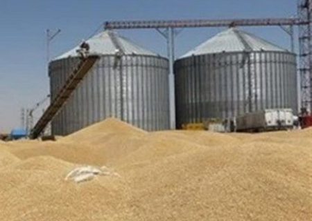 خرید ۱۸۰ هزار تن گندم از کشاورزان استان ایلام
