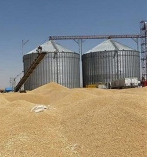خرید ۱۸۰ هزار تن گندم از کشاورزان استان ایلام