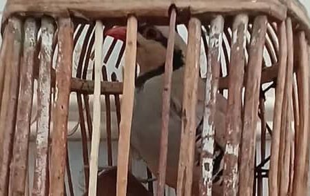 دستگیری شکارچی متخلف در منطقه حفاظت‌شده مانشت و قلارنگ