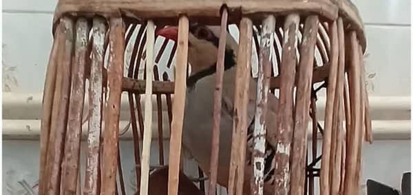 دستگیری شکارچی متخلف در منطقه حفاظت‌شده مانشت و قلارنگ