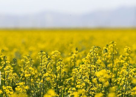 ۸۰ درصد مطالبات کلزاکاران ایلامی پرداخت شد