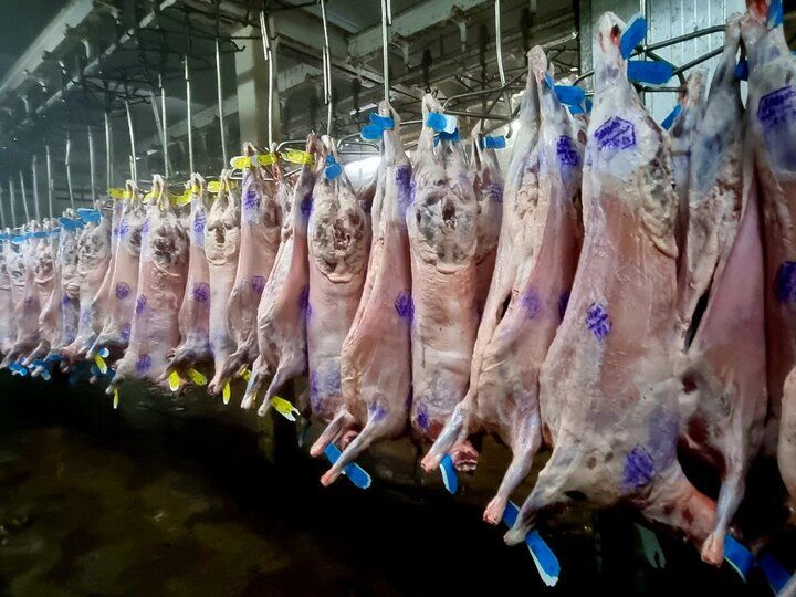کشتارگاه صنعتی دام ایلام به‌زودی تعیین تکلیف و راه‌اندازی می‌شود