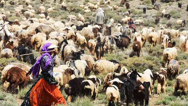 جذب سرمایه‌گذار در صنایع تبدیلی ایلام کلید خورد